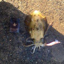 養老エリアでエギング、アオリＧＥＴ！