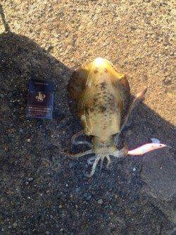 養老エリアでエギング、アオリＧＥＴ！