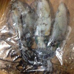 養老エリアでエギング、アオリＧＥＴ！