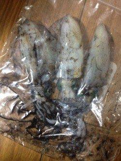 養老エリアでエギング、アオリＧＥＴ！