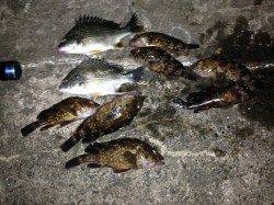 舞洲でチニング、ガシラの活性が高かった・・・