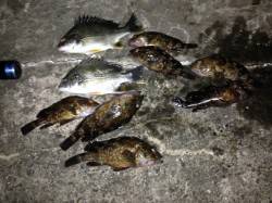 舞洲でチニング、ガシラの活性が高かった・・…