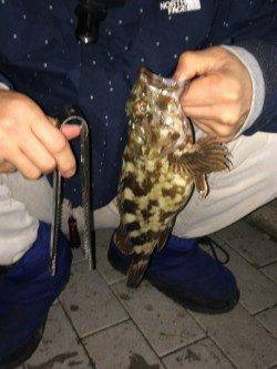 キビナゴをエサにガシラ27㎝&アナゴ