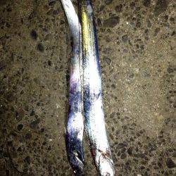 岸和田　ルアーでのタチウオ狙いはボトムでアタリ