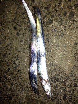 岸和田　ルアーでのタチウオ狙いはボトムでアタリ