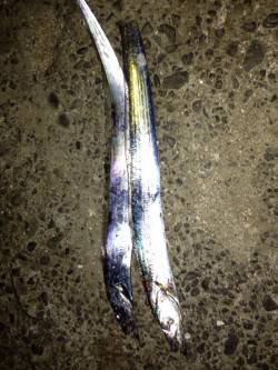 岸和田　ルアーでのタチウオ狙いはボトムでア…