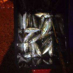 汐見埠頭で太刀魚とアジが交互に釣れました♪