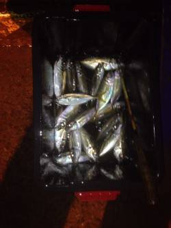 汐見埠頭で太刀魚とアジが交互に釣れました♪…