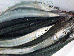 サヨリがバンバン釣れまくり♪