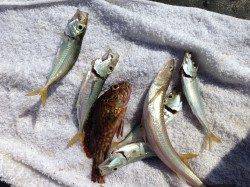 姫路市立遊魚センターでのウキ釣り・サビキの釣果