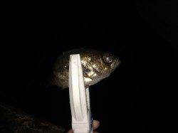 谷川漁港　アジングで小型のアジながら数釣り楽しめる