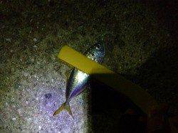 明石港　台風明けにアジング釣行　ポイントを休ませている間にエギングも