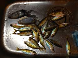 明石港　台風明けにアジング釣行　ポイントを…