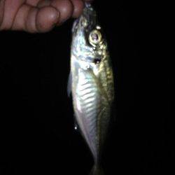 でかアジを求め…【高砂埋立地でアジング釣行】