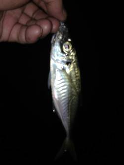 でかアジを求め...【高砂埋立地でアジング…