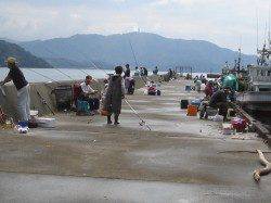 西舞鶴白杉漁港でサビキ釣り【アイゴの稚魚多め;】