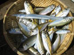 西舞鶴白杉漁港でサビキ釣り【アイゴの稚魚多…