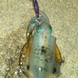 林崎漁港、夜明けまでにトンカツ一杯