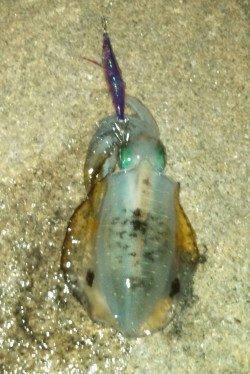 林崎漁港、夜明けまでにトンカツ一杯