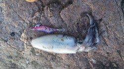 林崎漁港、夜明けまでにトンカツ一杯