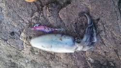 林崎漁港、夜明けまでにトンカツ一杯