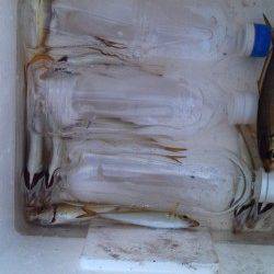 神戸港4,5,6,8防　タチウオ不発もジグサビキでアジ