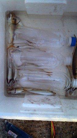 神戸港4,5,6,8防　タチウオ不発もジグサビキでアジ