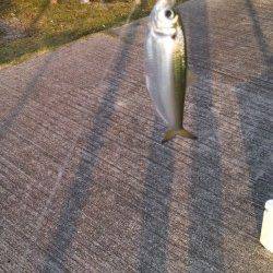 神戸港4,5,6,8防　タチウオ不発もジグサビキでアジ