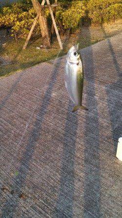 神戸港4,5,6,8防　タチウオ不発もジグサビキでアジ