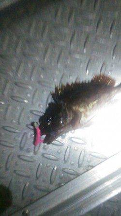 樽井漁港でのアジング釣果