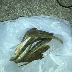 ちょい投げファミリーフィッシング、ハゼ&キビレ