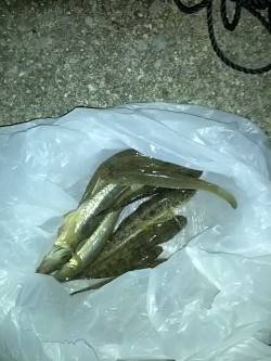 ちょい投げファミリーフィッシング、ハゼ&a…