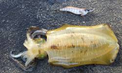 天橋立で今秋最大 21センチのアオリイカ