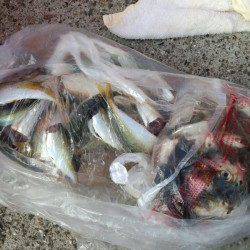 深日漁港　昼過ぎからの深日漁港　サビキのアジは好反応