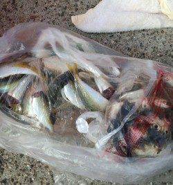 深日漁港　昼過ぎからの深日漁港　サビキのアジは好反応