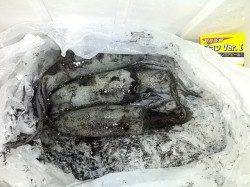 日中のサーフエギング　トンカツサイズを3バイ