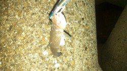 サゴシ狙いでショアジギング　東二見人工島