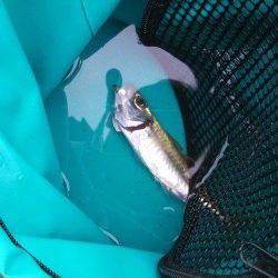 サゴシ狙いでショアジギング　東二見人工島