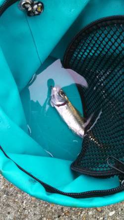 サゴシ狙いでショアジギング　東二見人工島