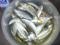 花市公園前にて５時よりサビキスタート、６時過ぎから時合に突入