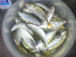 花市公園前にて５時よりサビキスタート、６時…