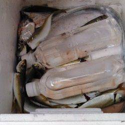 神戸港、夜明けのタイミングで良型の太刀魚ゲット