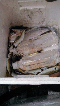 神戸港、夜明けのタイミングで良型の太刀魚ゲット