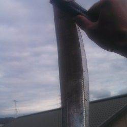 神戸港、夜明けのタイミングで良型の太刀魚ゲット