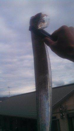 神戸港、夜明けのタイミングで良型の太刀魚ゲット