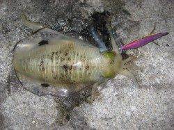 林崎漁港エギング釣果　明石エリアの状況は回復したようです