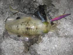 林崎漁港エギング釣果　明石エリアの状況は回…