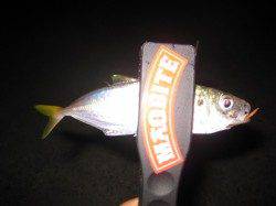 林崎でアジング　アタリはあるが食い渋い