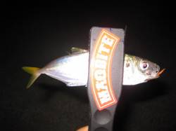 林崎でアジング　アタリはあるが食い渋い