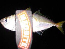 二見へアジング釣行　底中心に攻めてアタリ連発！